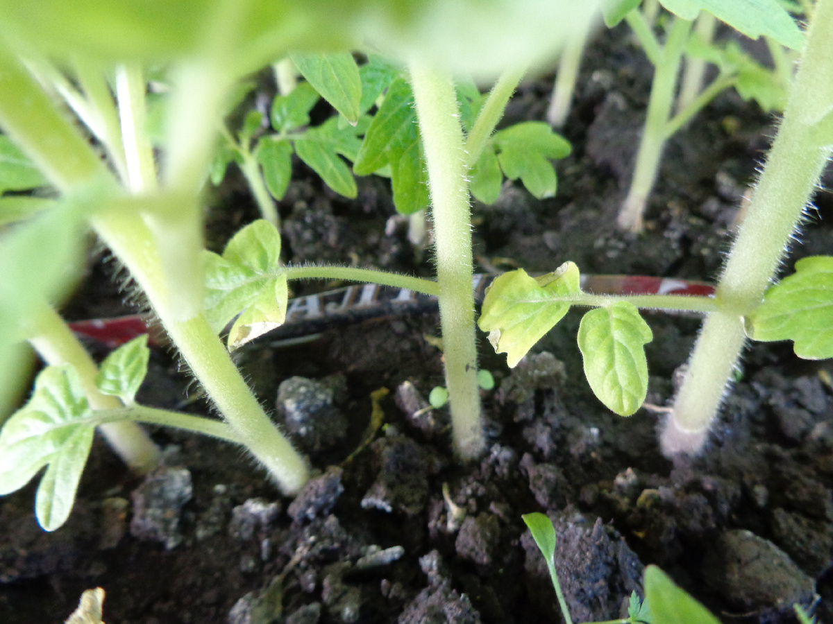 Томат Госпожа Удача. №66 в моем каталоге ОГОРОДНАЯ АЗБУКА ОЛЬГИ ЧЕРНОВОЙ.