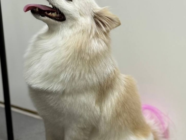 Гнойные выделения под хвостом: что это может быть и как действовать