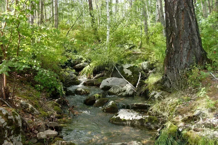 Фото автора. Ручей.