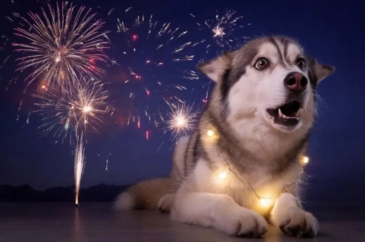    Ветеринар рассказала омичам, как защитить собаку от паники в Новый год