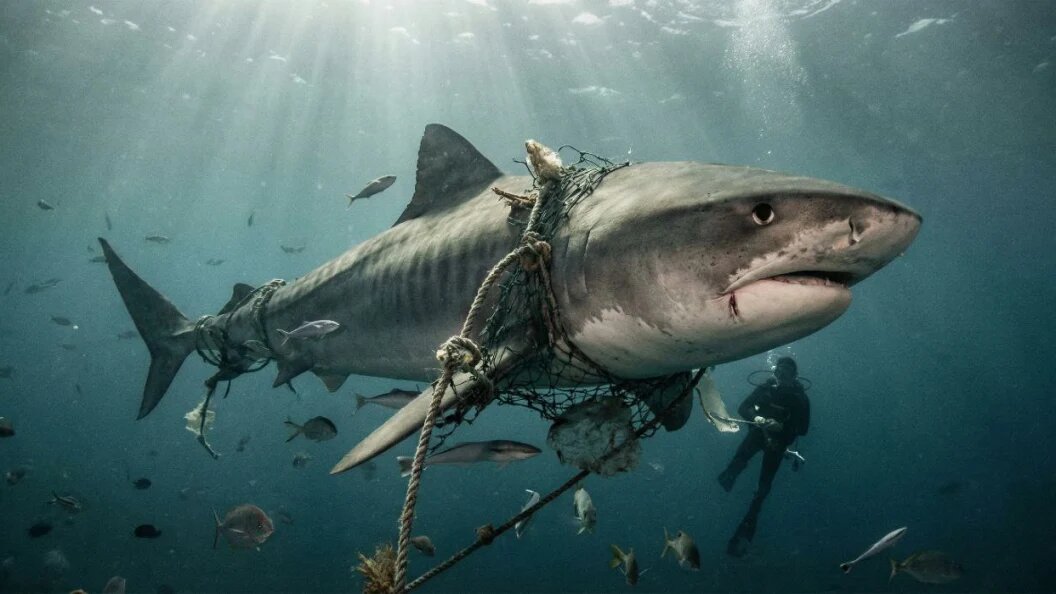    Коллаж "Царьграда"