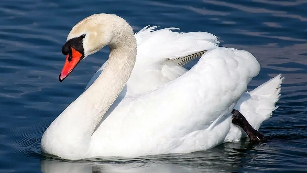 Фотография из интернета