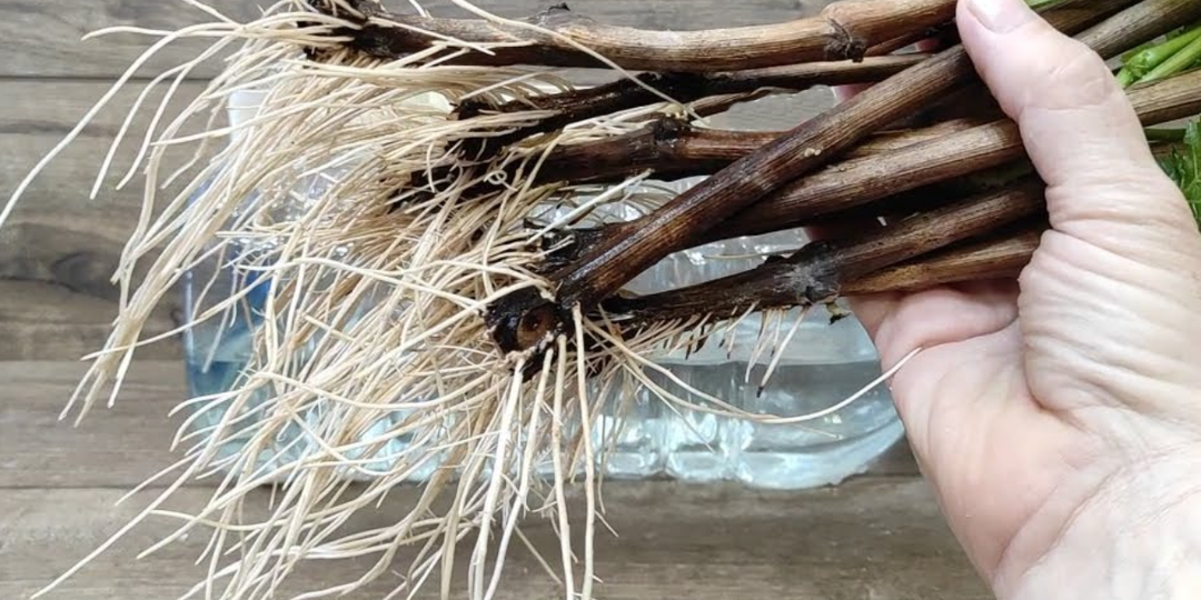 Любой черенок даст могучие корни через неделю без «Корневина» и прочих стимуляторов (простой и проверенный метод)