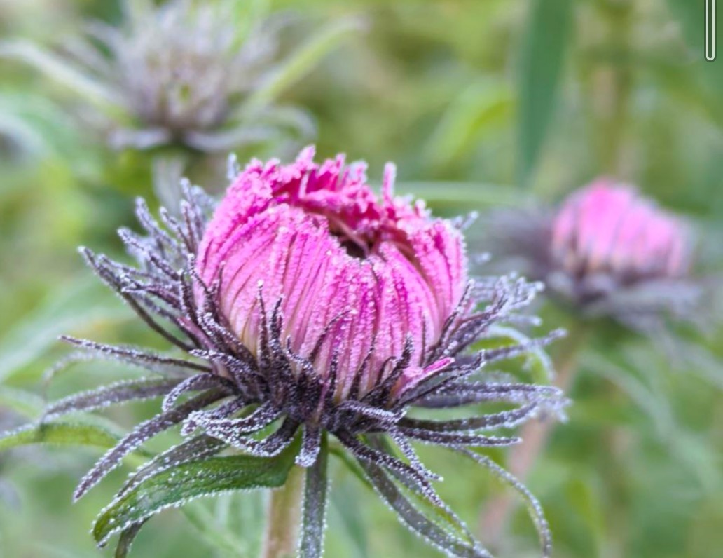 Лучшее украшение планеты Земля - цветы! 