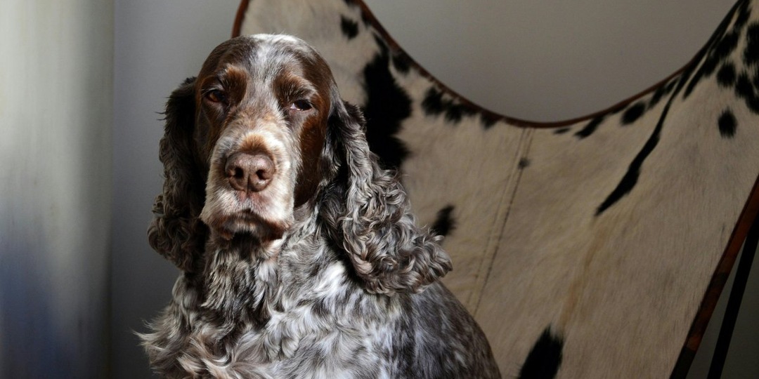 Они верили в чудо: слепой щенок и его мать обрели второй шанс благодаря спасателям Ростова