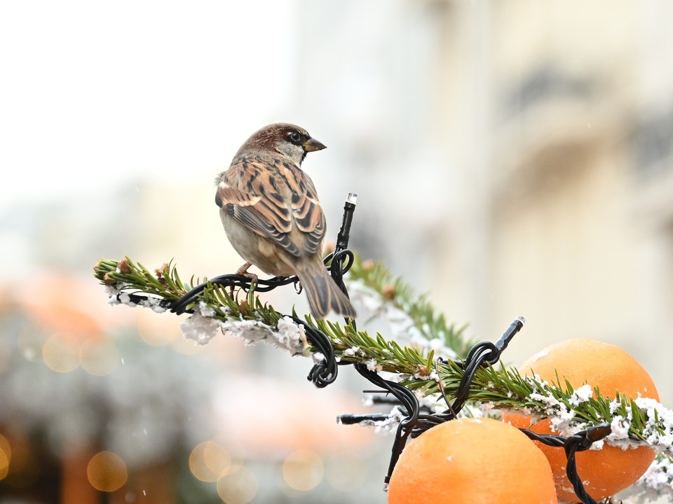    31 декабря в Иркутске похолодает до -18…-20 градусов. Евгения ГУСЕВА