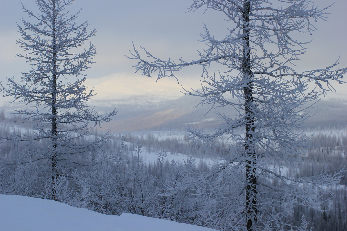 Фото автора канала "Удивительный мир живой природы " Полярный Урал 