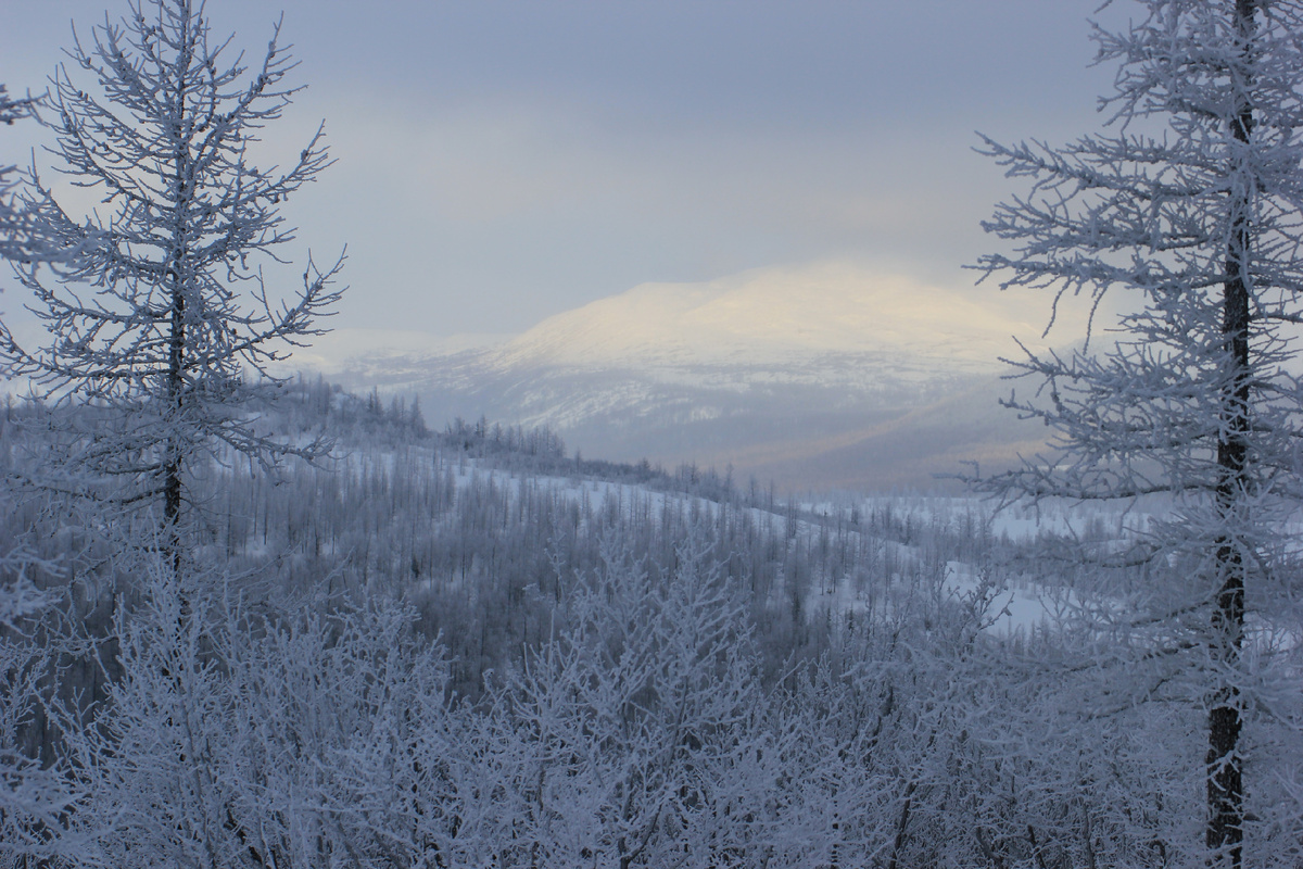 Фото автора канала "Удивительный мир живой природы " Полярный Урал 