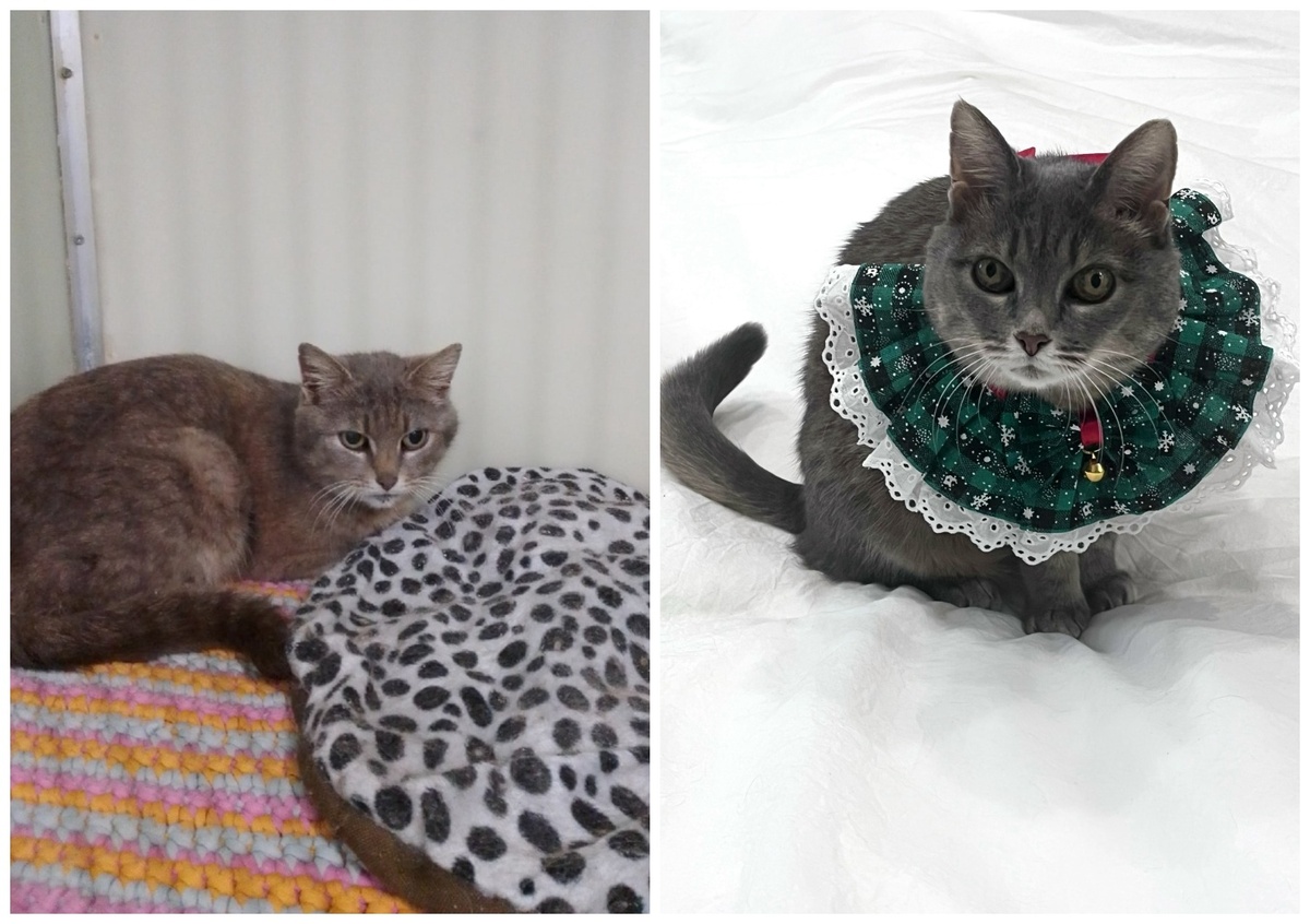 Прекрасная кошечка Юлани уехала в свою лучшую домашнюю жизнь15 сентября 2024 года.