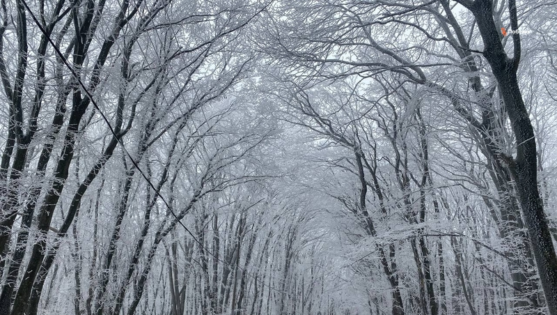      Фото: ИА «Победа26»