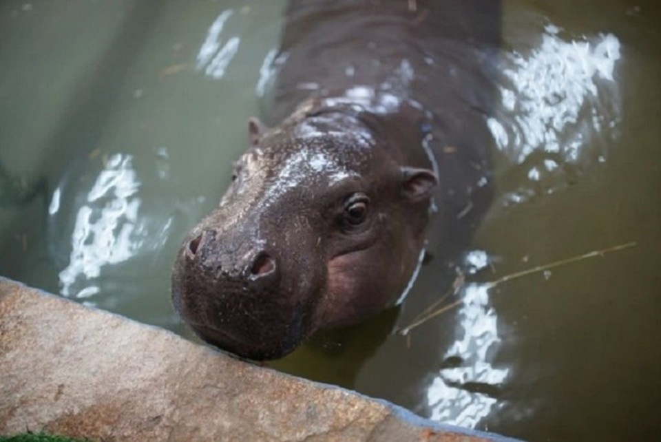    Бегемотихе Еве исполнилось 14 лет Алексей БУЛАТОВ