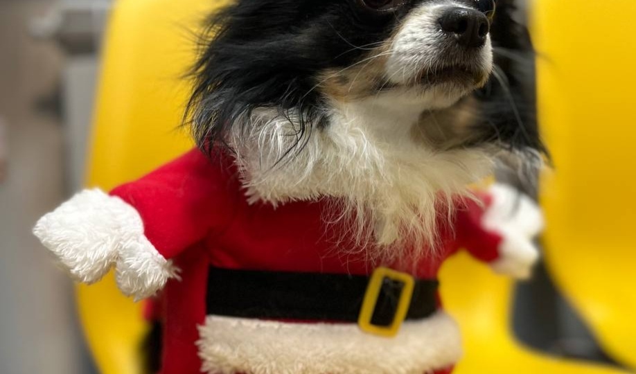 Опасные новогодние игрушки для питомцев: невинная мишура и другие угрозы