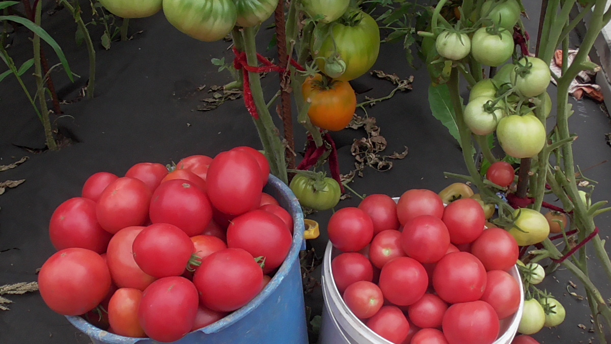 Томат Деликатес. №213 в моем Каталоге ОГОРОДНАЯ АЗБУКА ОЛЬГИ ЧЕРНОВОЙ. (Справа)