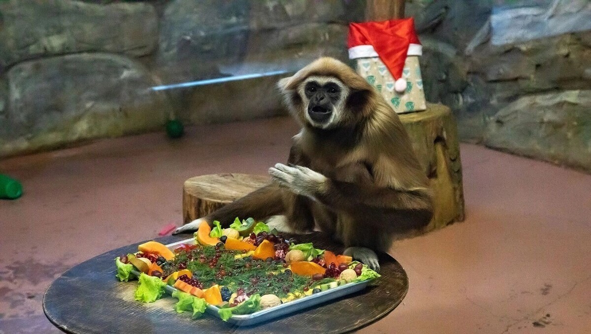    Какие подарки получили звери в зоопарке «Лимпопо» на Новый год   Юрий Кузнецов / newsnn.ru