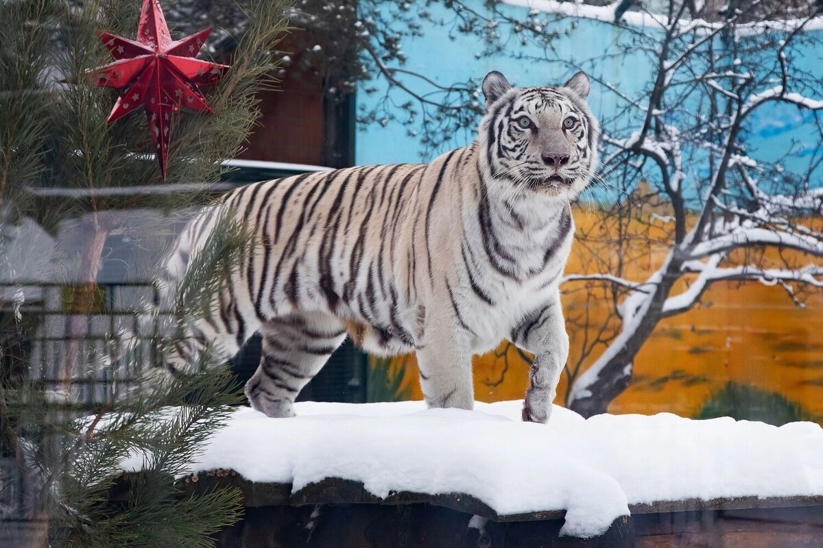    Бенгальские тигры Барсик и Вега уже получили свои новогодние подарки   Юрий Кузнецов / newsnn.ru
