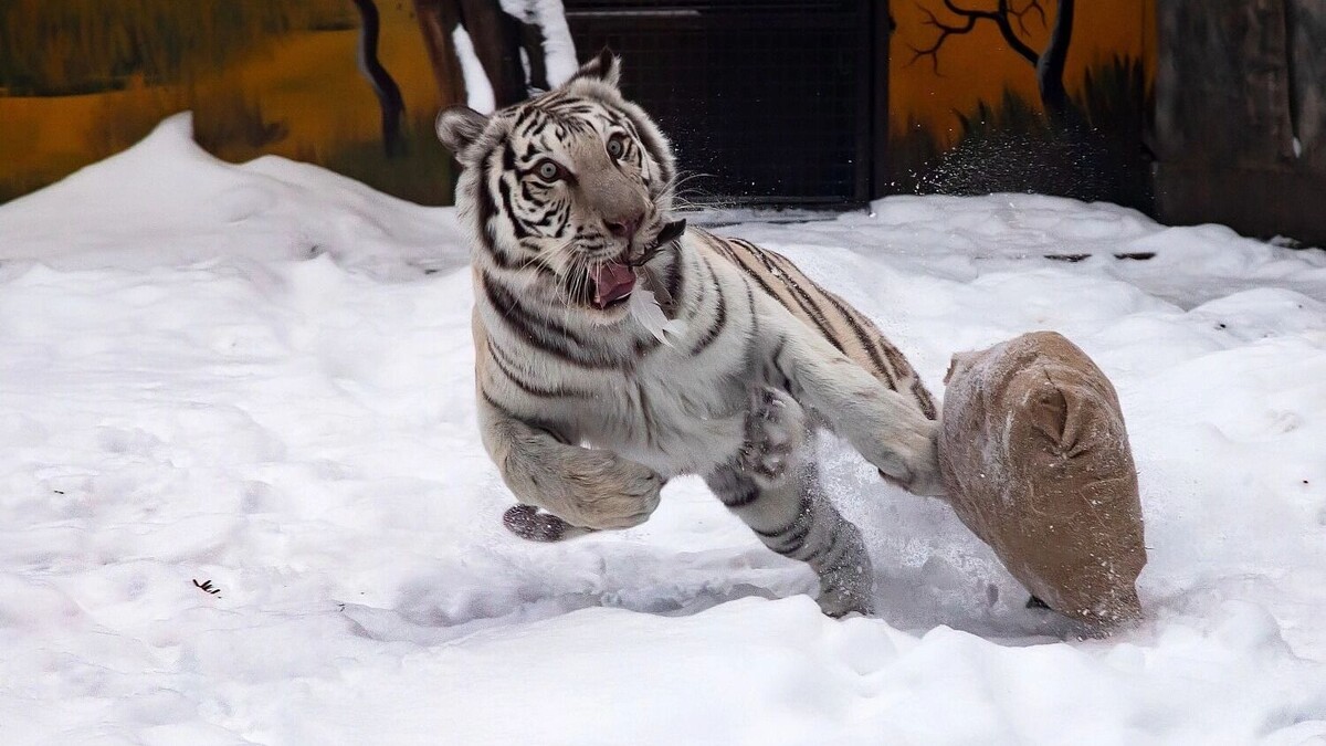    Бенгальские тигры Барсик и Вега уже получили свои новогодние подарки   Юрий Кузнецов / newsnn.ru