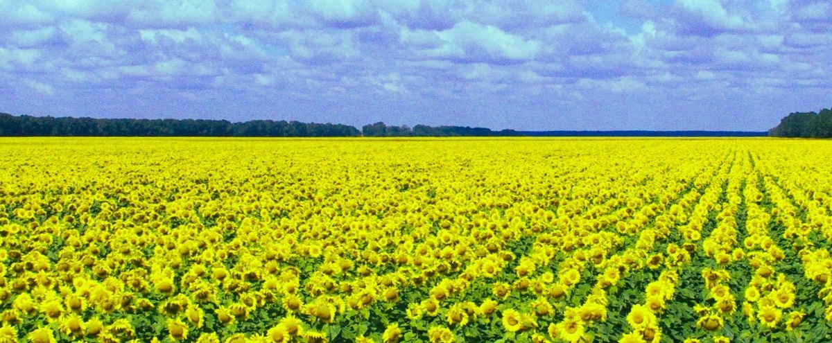 В рамках государственной программы импортозамещения в НПО «Алтай» созданы новые высокопродуктивные гибриды подсолнечника Вектор (SU). Спектр (КЛ), Синтез, Союз, Атом, Юнион, а также крупноплодные сорта подсолнечника Алтай, Макс и высокомасличный сорт Алей.