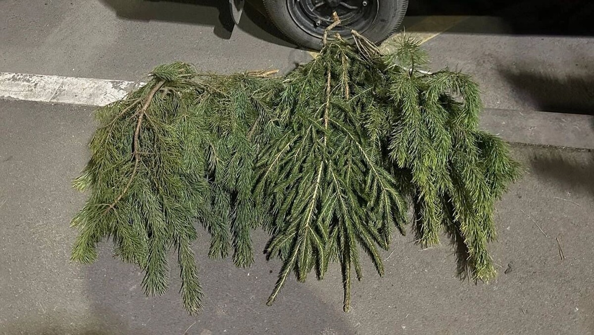    Ростовчане жалуются на елки без запаха: продавец объяснил причину   Анна Ивченко / rostovgazeta.ru