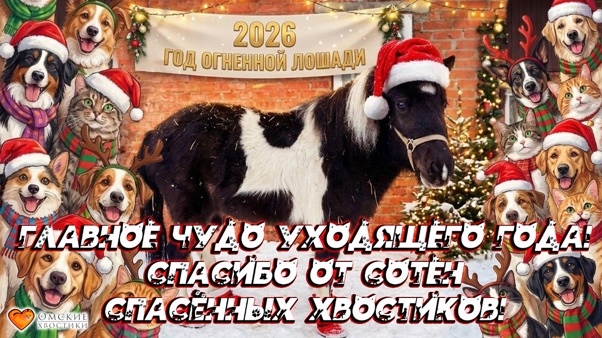 Вы — наши настоящие волшебники, которые приносят животным счастье и помогают даже в тех ситуациях, когда, казалось бы, мы бессильны.