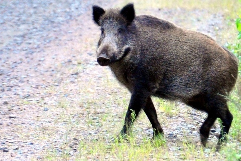    Численность кабанов решили регулировать охотой Сергей ШАХИДЖАНЯН