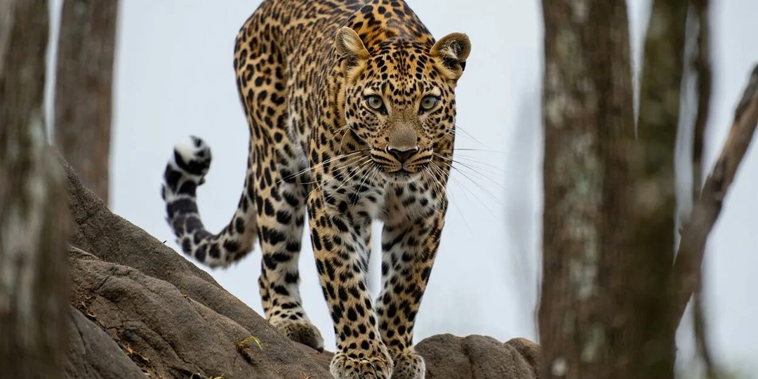 Редкий дальневосточный леопард: символ дикой природы России