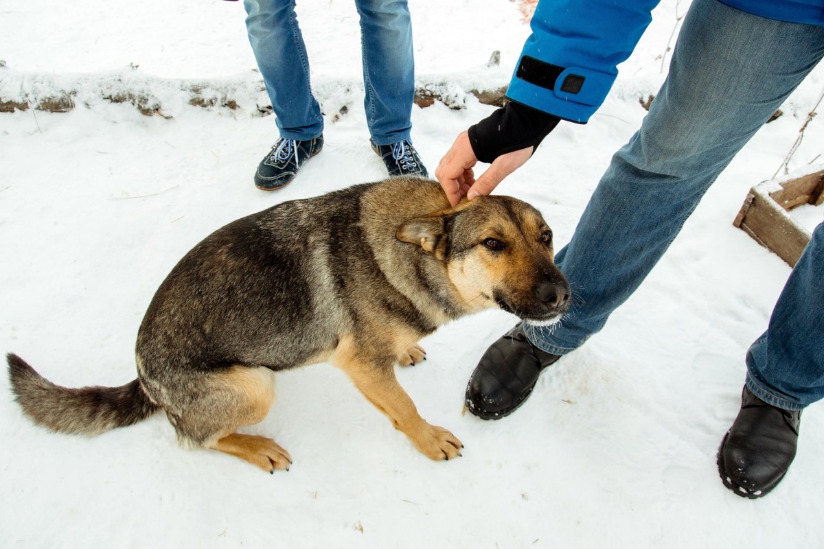    В Югре стерилизовали более двух тысяч бездомных животных за год