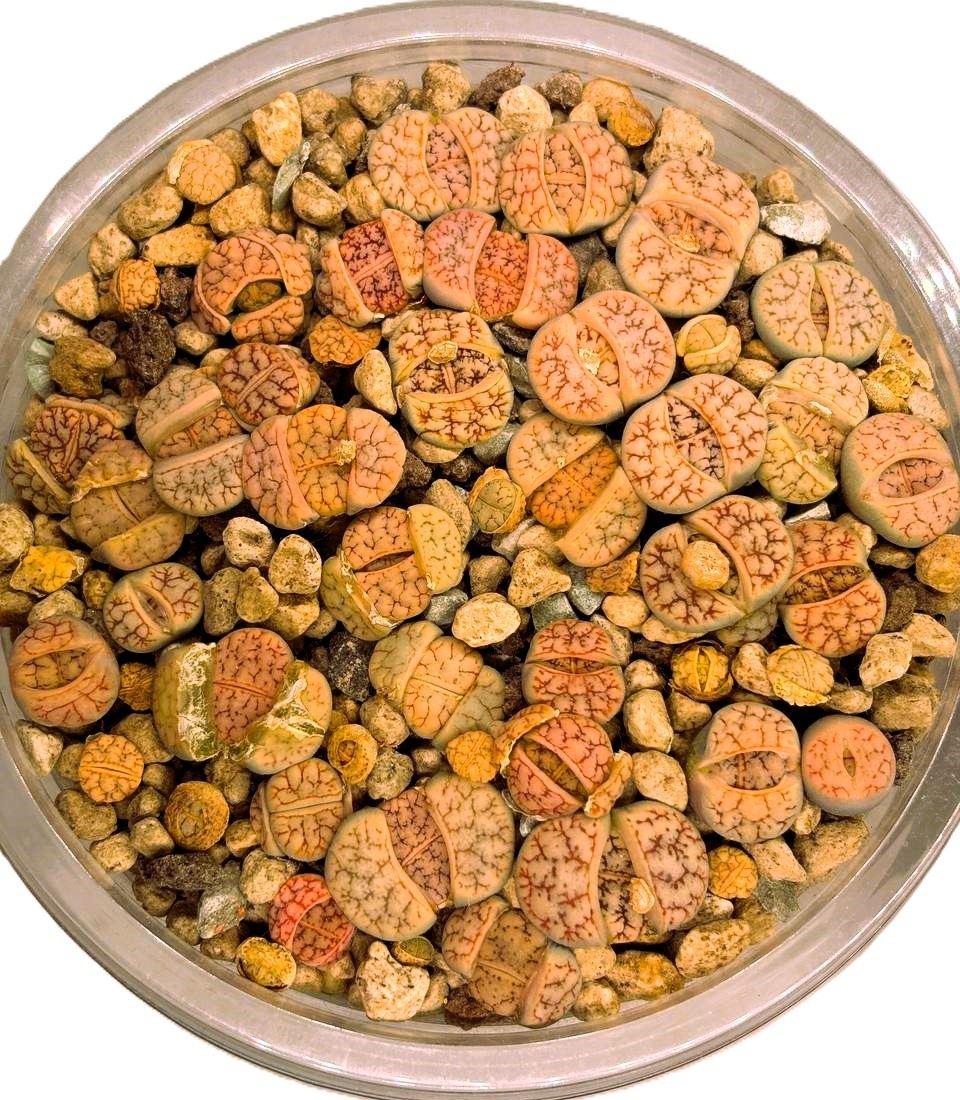 посеву 1 год! 