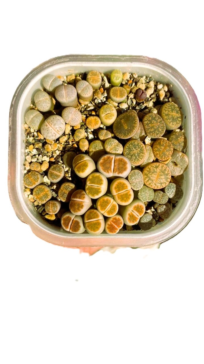 посеву 1 год 