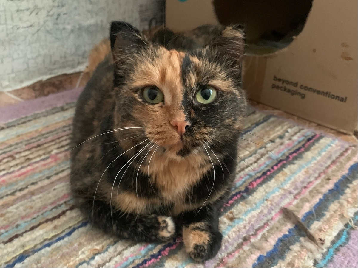 Кнопочка желает вам