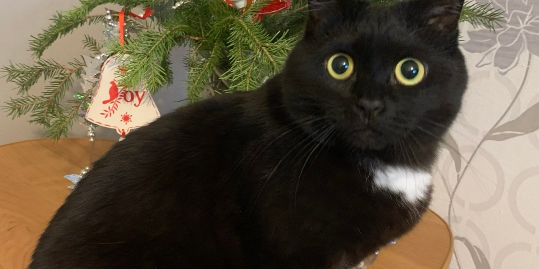 Дорогие друзья, читатели и подписчики канала и все неравнодушные к животным люди, поздравляем вас с наступающим 2026 годом