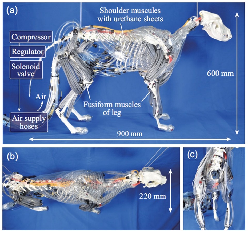   Hana Ito et al. / Advanced Robotics Research, 2025