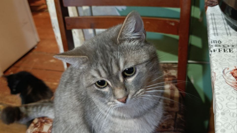 Часть 732. Чёрная.. белая...