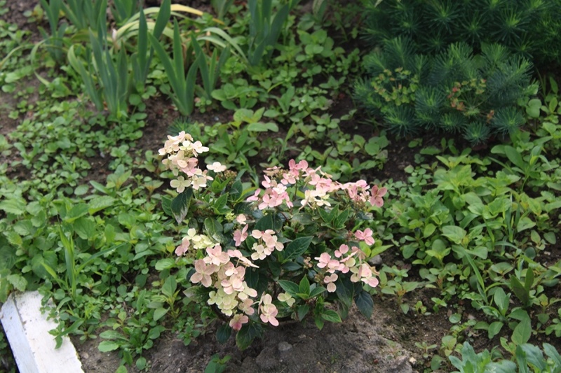 Этот кустик я увидела в саду храма