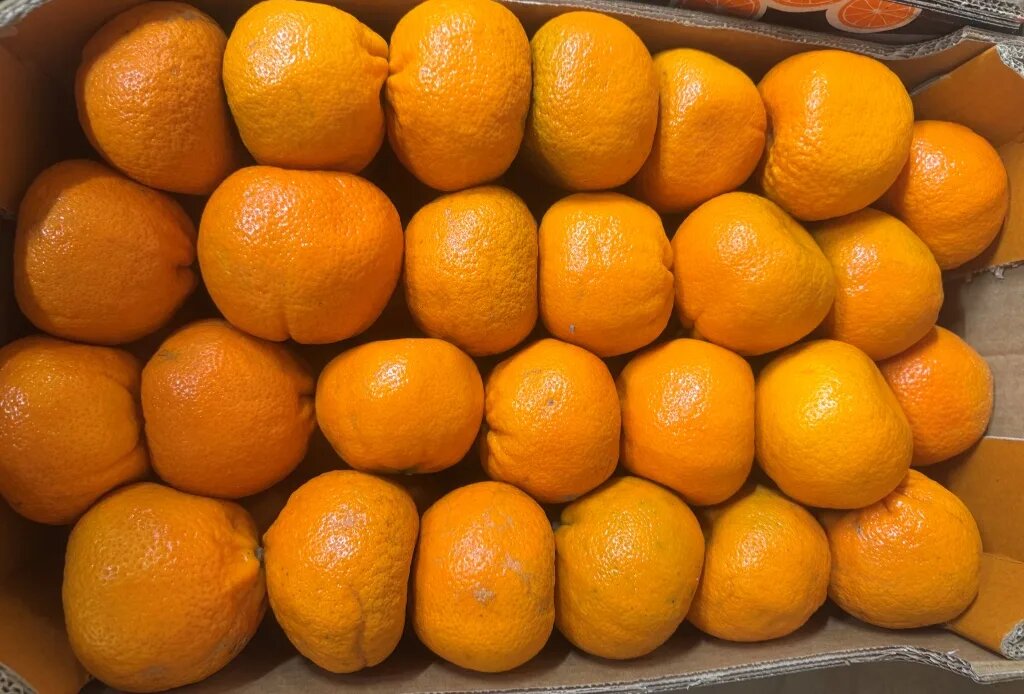    Фото: пресс-служба Северо-Западного межрегионального управления Россельхознадзора