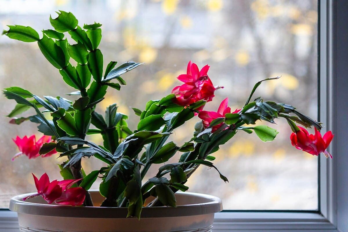 При хорошем уходе декабрист может цвести 20–25 лет. Источник: Sviatlana Zyhmantovic / Shutterstock / FOTODOM📷
