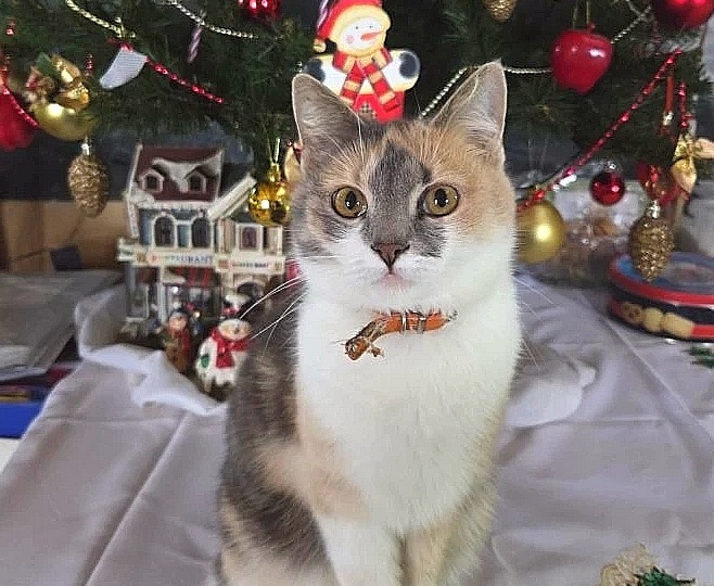 С Новым Годом! И с новым котиком!))