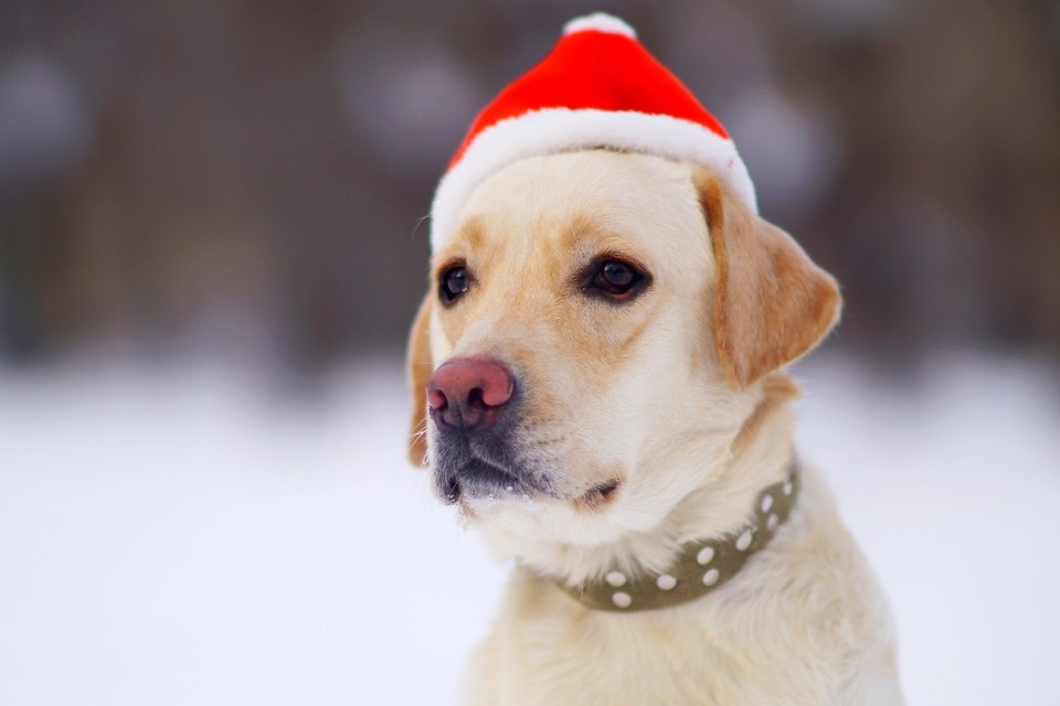    Ученые доказали: мы неправильно понимаем настроение своей собаки Алексей БУЛАТОВ