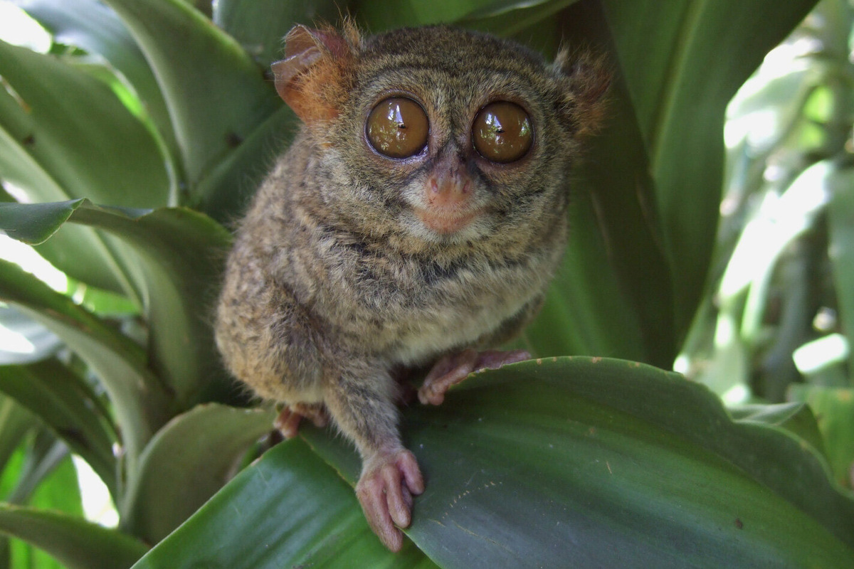 Оказавшись здесь, словно попадаешь в параллельное измерение. Чего стоит хотя бы символ страны — крошечный ушастый примат долгопят с выпученными словно от удивления глазками. Фото: Sakurai Midori / Wikimedi