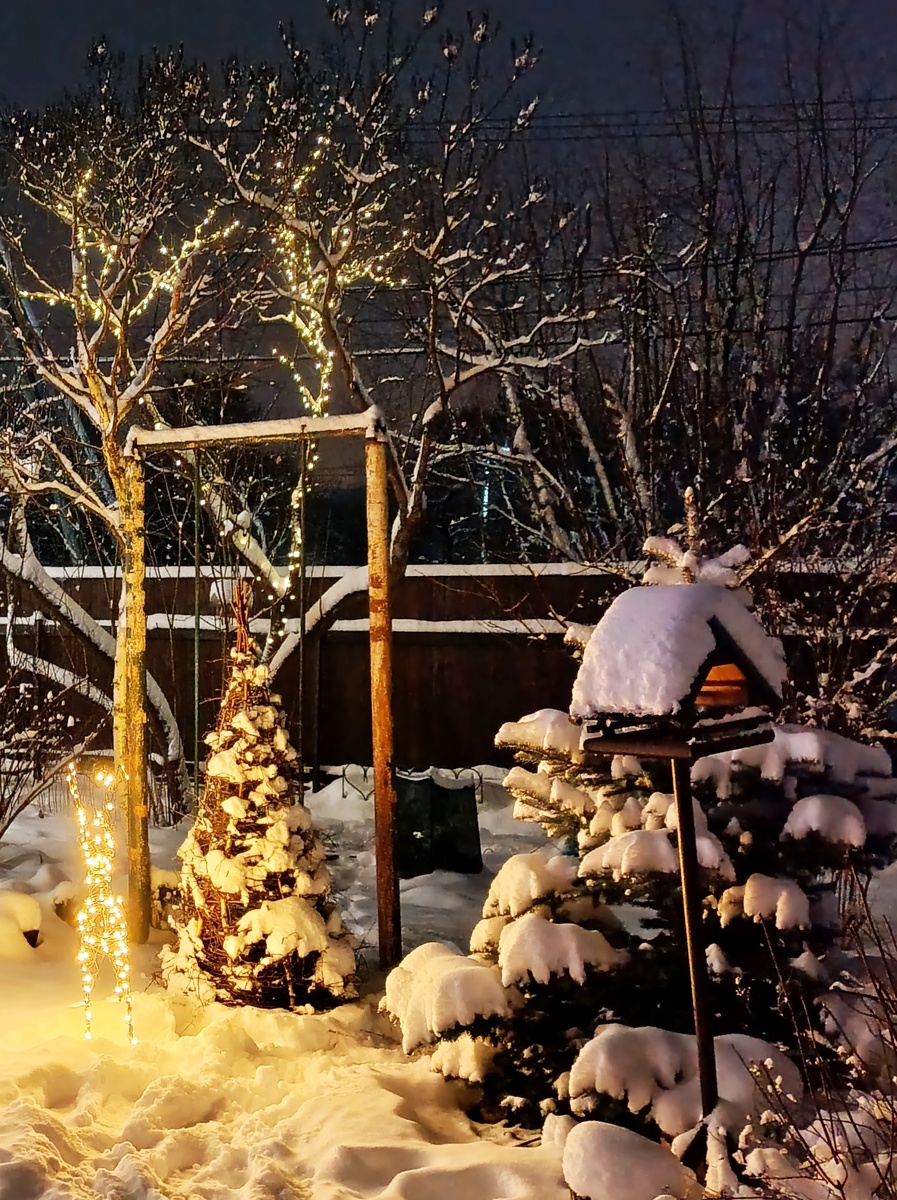 Мой сад, фото автора