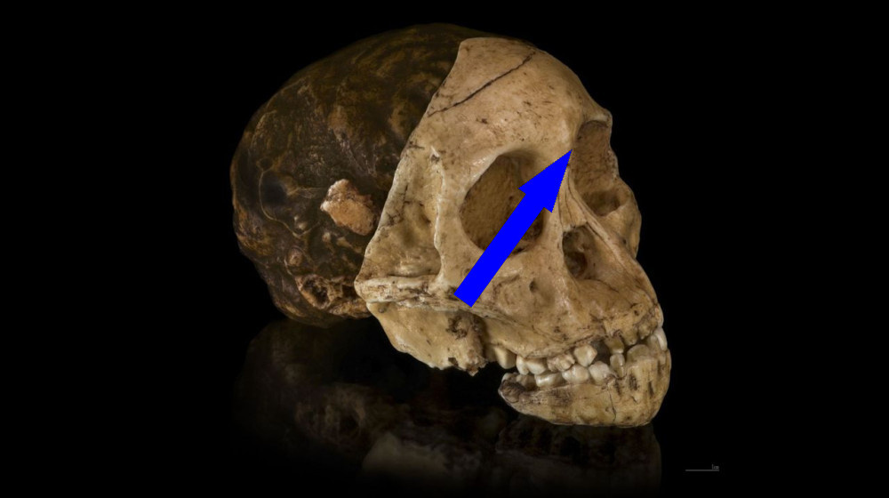    Как один череп изменил историю человечества навсегда