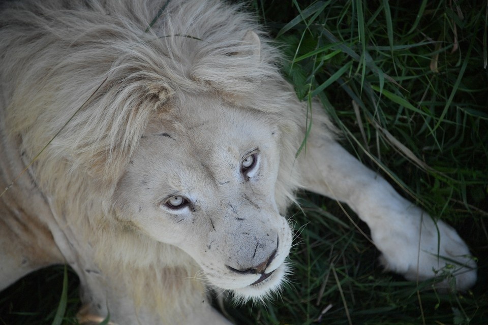    Ветеринар Московского зоопарка прооперировал хищников в сафари-парке Бердянска Владимир ВЕЛЕНГУРИН