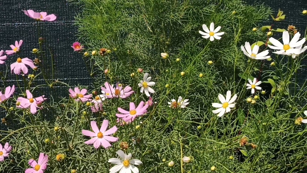 Рудбекия – канал про цветы. Цветы 2 метра высотой и стебли толщиной кисти детской руки! — Это наши "Космеи".