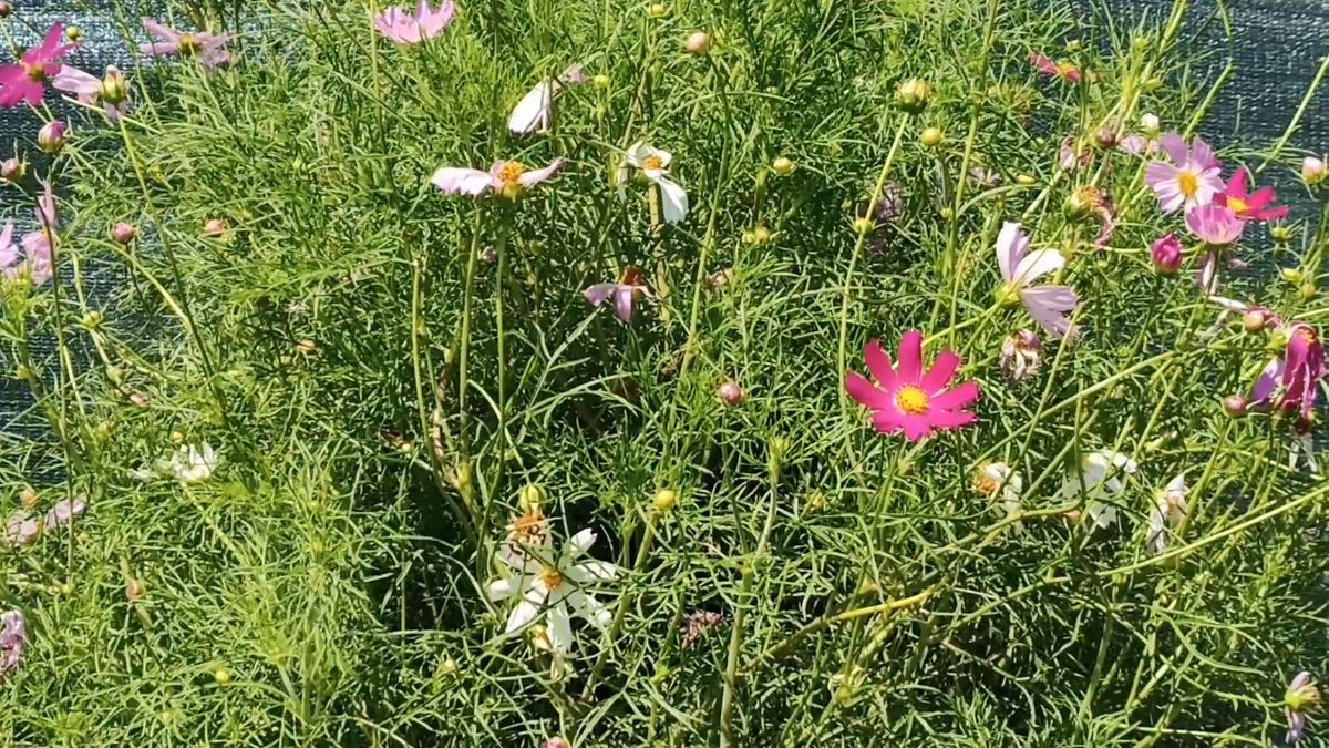 Рудбекия – канал про цветы. Цветы 2 метра высотой и стебли толщиной кисти детской руки! — Это наши "Космеи".