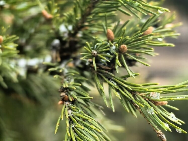     Фото: «МК в Ленобласти».