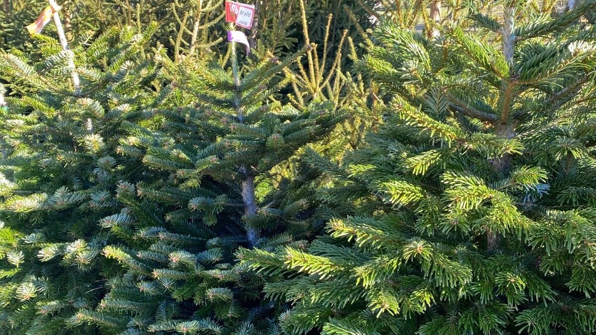    Тайна новогодних елок: куда они исчезают 31 декабря?   newstracker.ru