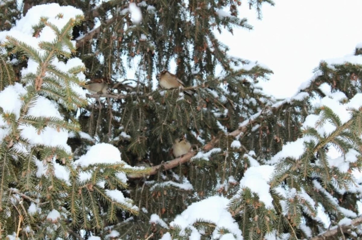    Потепление придет в Свердловскую область в середине новогодних праздников