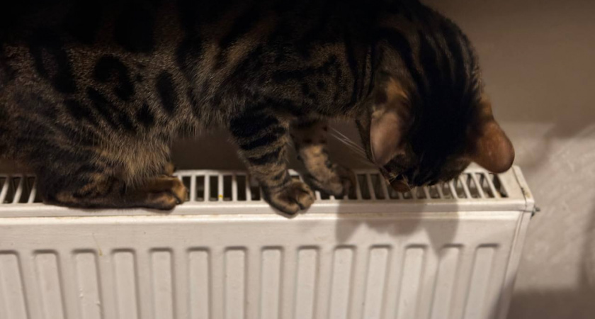    Первый городской канал Калининград