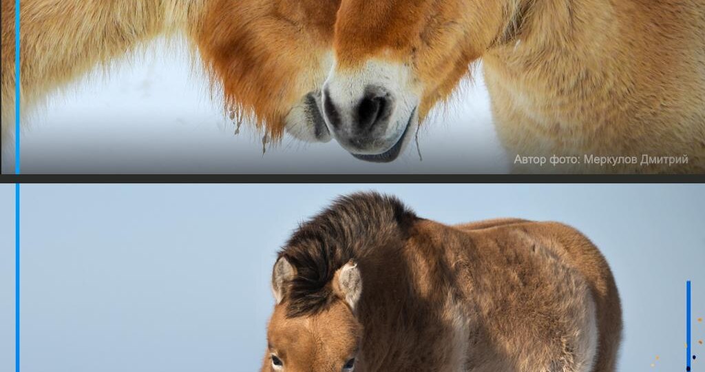 Главный символ этого года — лошадь Пржевальского!