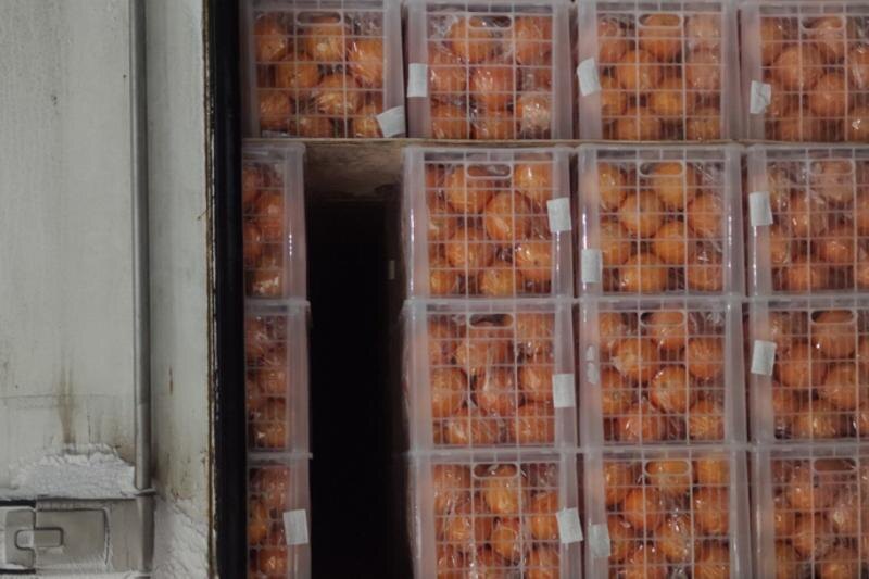    Уральское межрегиональное управление Россельхознадзора. Цитрусы в грузовике