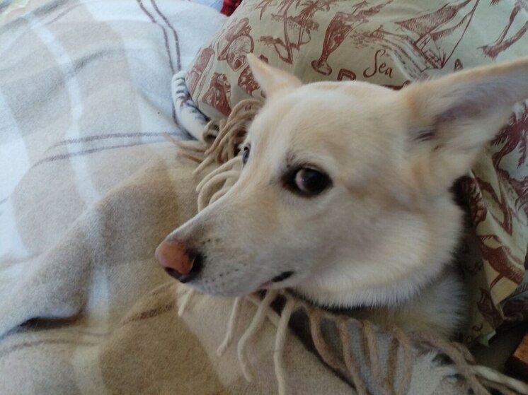     Фото: «МК в Ленобласти».